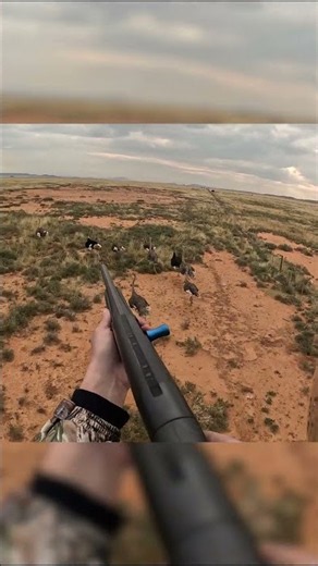 Ostrich Culling From Helicopter. Helicopter Hunting GONE Wild!