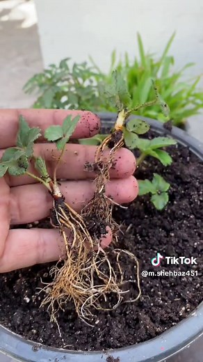 How to Grow Strawberries at Home: A Complete Guide