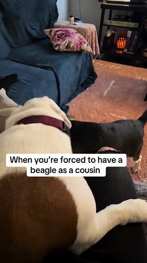 Beagle Cousin Antics: Endless Barking Fun