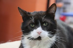 Adoptable Pet: 'Take A Chance On Me'