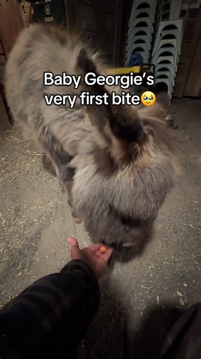 He ate from my hand today for the first time. #FarmLife #BabyDonkey #PettingFarm #AnimalLovers #CountryLiving