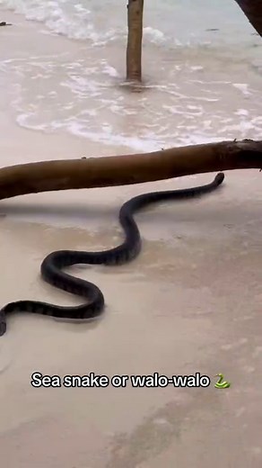Deadly Venom: Unveiling the Walo-Walo's Lethal Bite