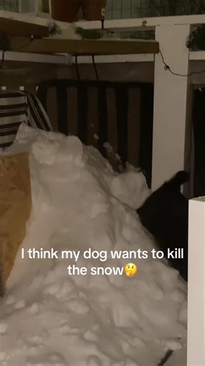 Zuzzie the Dog's Snow Adventure