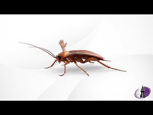 Cockroach Care Tutorial - For Sleeping & Eating Companions (Official)