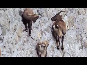 Alpine Ibex goats climbing walls - National Geo Graphic