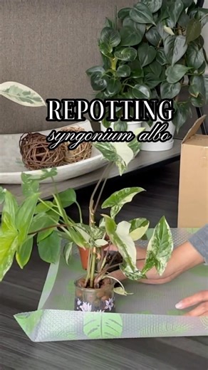 Repotting Syngonium Albo #plantparent #repotting #syngonium #plants #ad