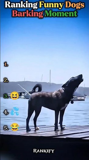 Ranking Funny Dogs Barking Moments | Hilarious Dog Compilation