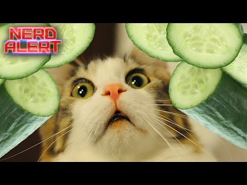 Why Cats Are Scared of Cucumbers