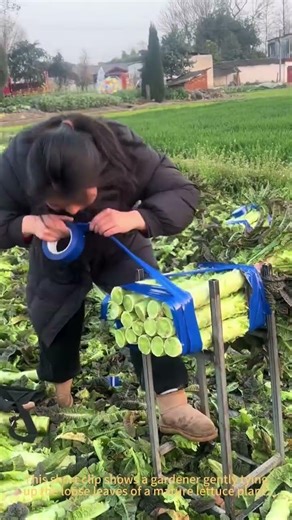 How to Tie Lettuce for Perfect Growth | Garden Hack英文说明：