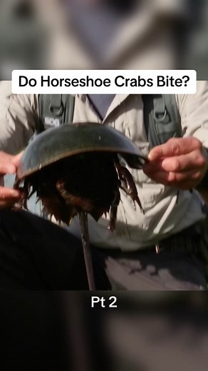 Do HorseShoe Crabs Bite? #bravewilderness #cyotepeterson #wildlife | kabuto pokemon