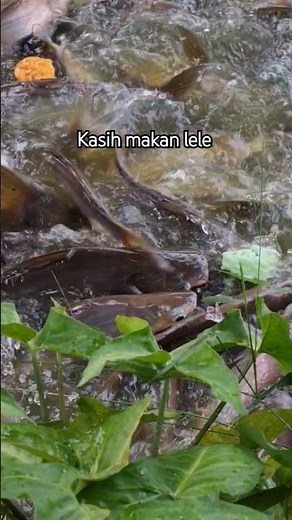 catfish eat crackers