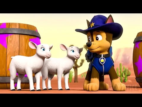 Chase es el mejor PASTOR | PAW Patrol | Clip en Español
