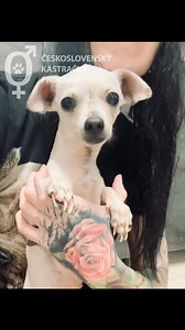 46K views · 1.6K reactions | ❗️JEDNA Z POSTIHNUTÝCH ČIVAVIEK Z AKCIE...