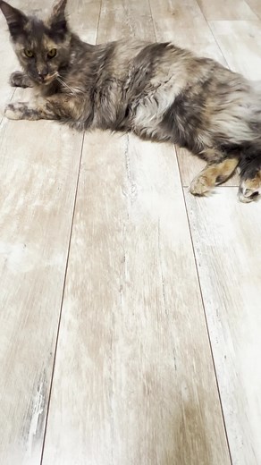 Lightning Strike ⚡⚡⚡#asmr #satisfyingvideo #viral_video #recommendations #reversevideo #cat #catsoftiktok #asmrvideo