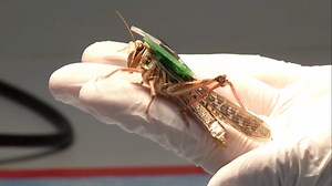 Engineers Create Bomb-Sniffing Locust Biorobots