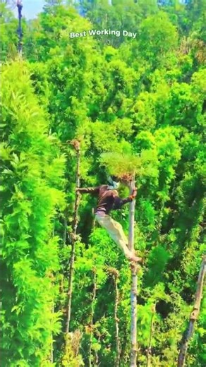 The process of collecting branches from tall coniferous trees in a dense tropical forest