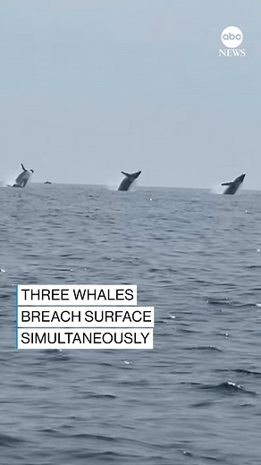 “That was awesome!” Special moment caught on camera as a family watches three whales simultaneously breach the surface of the water. The photographer tells @ABC News he recently returned from a humanitarian trip to Ukraine, and it was the first time all three of his daughters were all together in 10 years. | ABC News