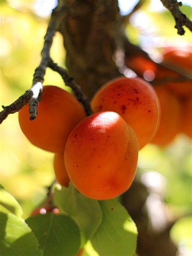 Confiture artisanale OrangeRed : abricots récoltés à la main