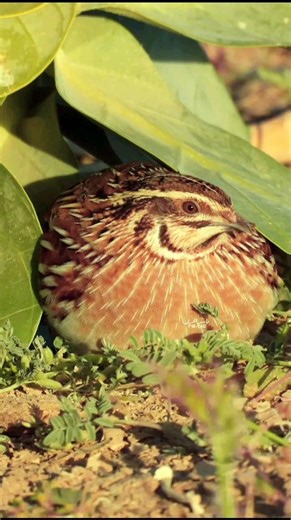 female male quail #birds #quailsound #birdsounds #quailhunting