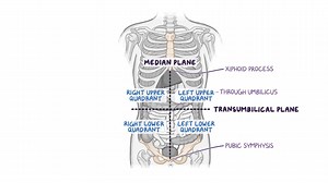 Video: Abdominal quadrants, regions and planes - Video Explanation! | Osmosis | Osmosis
