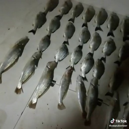 Exploring the Unique Characteristics of Fish Species