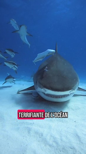 Le requin tigre : un prédateur fascinant