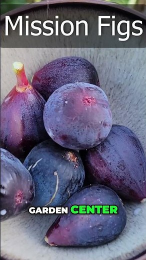 Mission Fig – The BEST Fig Variety for Your Garden! 🍈 Sweet, Hardy & Delicious!