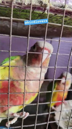 pineapple conure talking parrot 2026#shorts