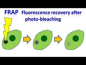 Fluorescence recovery after photobleaching | FRAP