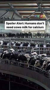 126K views · 2.1K reactions | Humans need calcium, NOT milk. Some alternative sources of calcium are:  Soybeans (or other soy products like tofu)  Dark leafy green veg - kale, spinach, collard greens  Beans & lentils  Nuts (almonds & brazil nuts are a good example)  Seeds & their butters - like Tahini  Seaweed  Fortified plant milks or cereals Did you know that you could get calcium from plant foods? | Plant Based News | Facebook