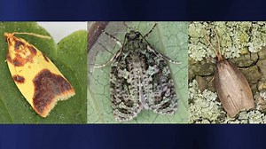 10 new species of native Hawaiian moths discovered by University of Hawaiʻi scientists | Big Island Now