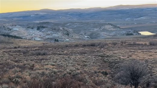 When there are too many elk to get a clean shot, that’s not a bad problem to have! We saw a couple this week! #elk #coloradoelkhunting #coloradoelk #elkhunting #elkhunt | Bear Mountain Outfitters