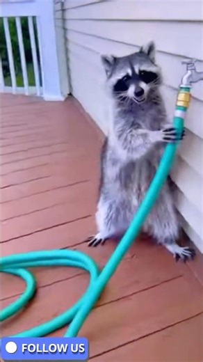 Try Not to Laugh: Ultimate Funny Animal Pranks 2026 😆😆 #AnimalPranks #trynottolaugh