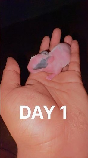 Watch Baby Bunny Grow in 10 Days 🐰 Too Adorable! 😍💖