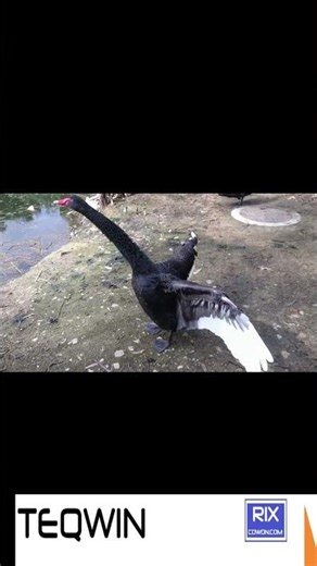 Swan (black swans) cute Animals (Love Song) Orchestral #teqwin