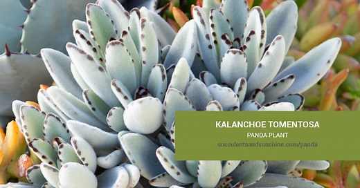 Kalanchoe tomentosa "Panda Plant" | Succulents and Sunshine