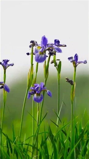 🌿 Wild Blue Iris in Bloom 🌸 | Beautiful Flowers 💙