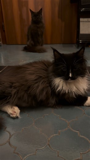 Vika on Instagram: "Every time #phoenixobscuranocturnalis"