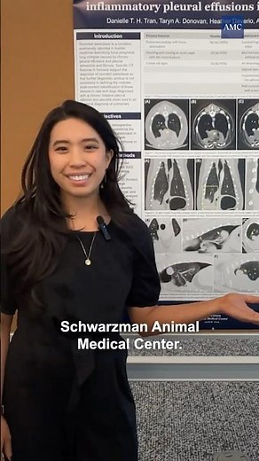 CT Features of Rounded Atelectasis in Chronic Inflammatory Pleural Effusions in Cats and Dogs