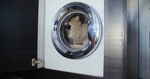 Cat Sits Jumps Out Washing Machine Stock Footage Video (100% Royalty-free) 13782818 | Shutterstock