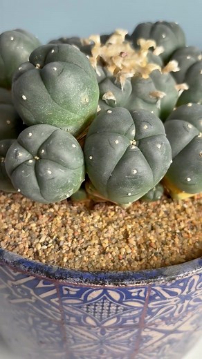 🌵 Discover the beauty of Peyote and San Pedro cactus – perfect for collectors, gardeners, and cactus lovers. Unique, rare, and naturally stunning plants that bring charm to any collection. ✨ #Peyote #SanPedroCactus #CactusLovers #RarePlants #SucculentAddict