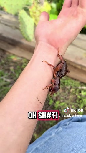 Exploring the Fascinating World of Potato Bugs
