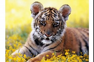 Happy Birthday from Tigger the Tiger! - Funny Birthday Songs