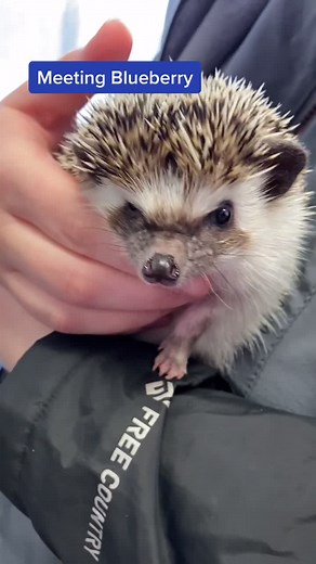 Discovering Hedgehogs: Meeting Blueberry and Puffing Behavior Explained