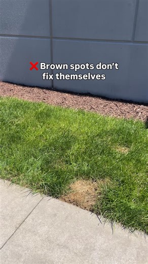 3.8K views · 539 reactions | Brown patches don’t mean your lawn is a...