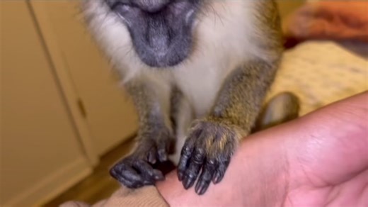 Relaxing Monkey ASMR: Soothing Mouth Sounds