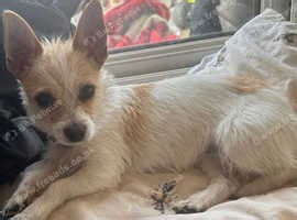 Female jack russell - £550