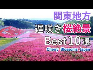 4K Top 10 best late-blooming cherry blossom viewing spots in Kanto, Japan