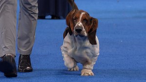 2024 NDS: Basset Hound