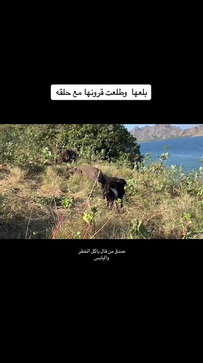 ((وحيد الليل )) على TikTok